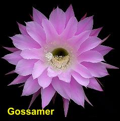 Gossamer.4.1.jpg 